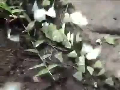 ग्रामीण अर्थव्यवस्था, ग्रामीण शिक्षा व स्वास्थ्य को उन्नत बनाकर भारत को सोने की चिड़िया बनाना जा सकता है। #9931018391.
