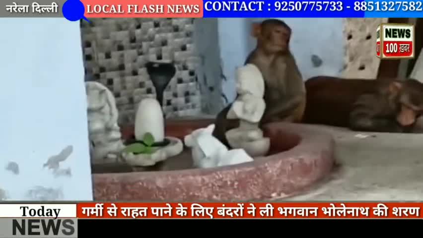 नरेला के एक शिव मंदिर में गर्मी से राहत पाने के लिए बंदरों ने ली भगवान शिव की शरण देखिए पूरी विडियो#नरेला