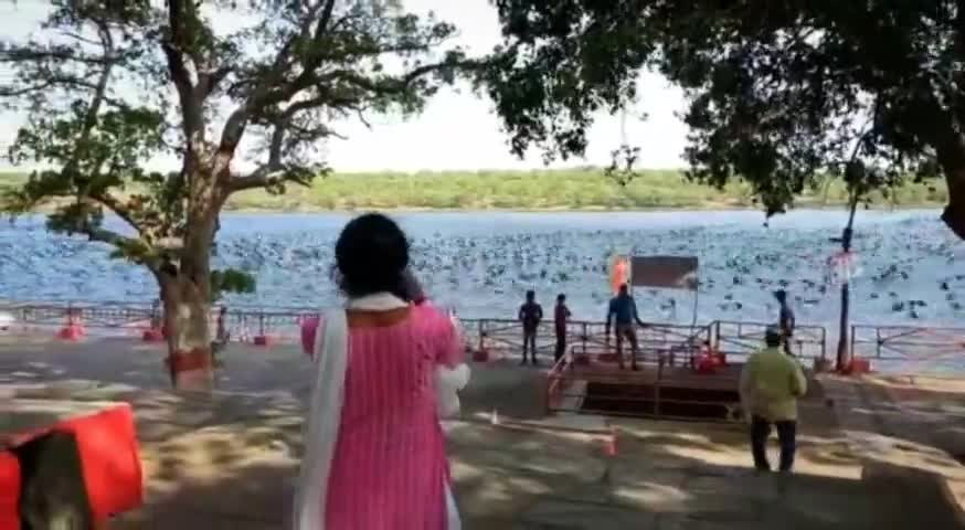 कोटा भीतरिया कुंड पर पक्षियों के विचरण का मनमोहक दृश्य 
#kota #birds
#chambal
#rajasthan #news #viralvideo
#public