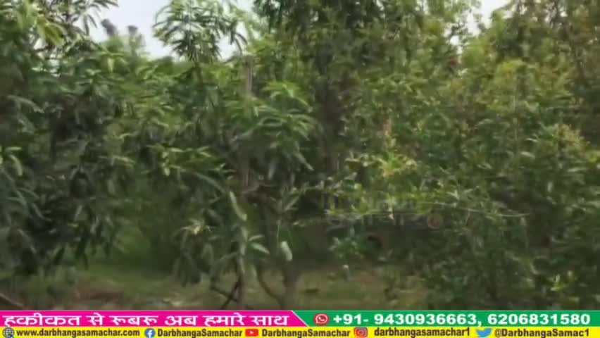 #दुनिया का सबसे #महंगा आम #पौने 3 लाख का #Mangoes, Security Guard और 6 Dogs कर रहे हैं #पेड़ की #रखवाली