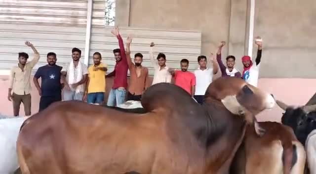 #गौमाता_राष्ट्रमाता
fb , instagram पर जुड़े अंकित शर्मा कुकनवाली