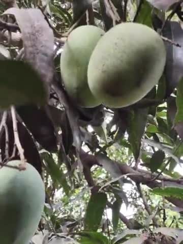 फलों का राजा आम, बगीचा में चर्चा।
#फलों_का_राजा_आम
#Mango
#mango