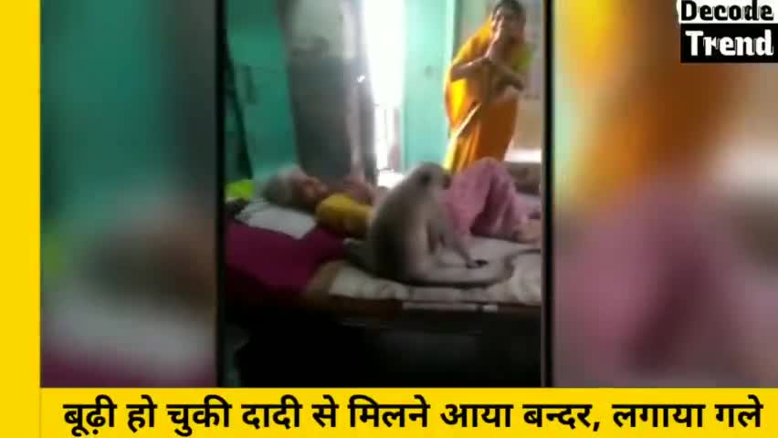 बीमार दादी नही आती थी मिलने, चिंतित बंदर ढूढ़ते हुए आया 

#ओला