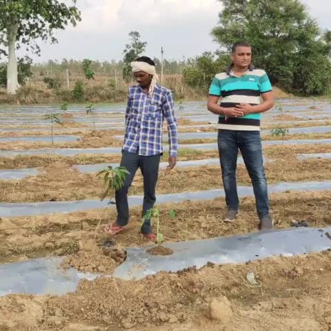 #पपीता_आम की मिश्रित #खेती
#kailashsharma