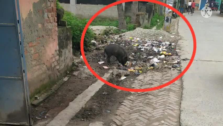 #किशनगंज में #सूवरों का आतंग #गाड़ीवान मूहल्ला से #सूभाष पाली तक हर जगहा #किशनगंज में #तकरीबन 50 #हजार से #अधिक #सूवरों