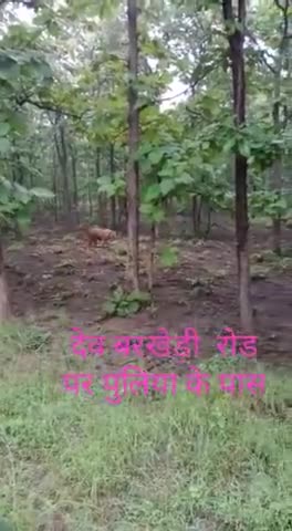 बैरसिया: #berasia  ke #barkhedi ke #jangal me