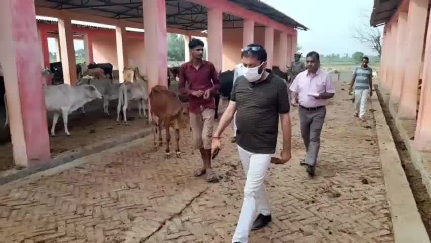 #जिलाधिकारी मानवेन्द्र सिंह ने किया कान्हा #गोशाला का #औचक #निरीक्षण