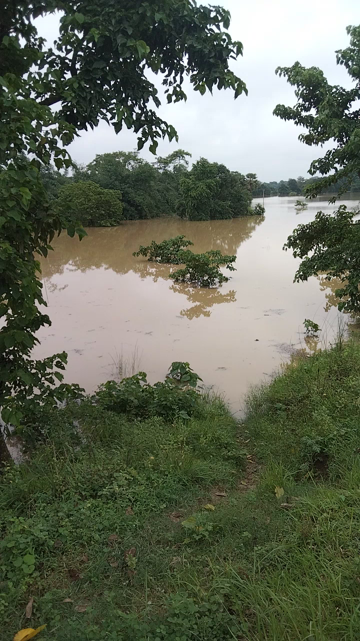 रुन्नी सैदपुर: #Tilak Tajpur me Bagmati nadi lagatar badh Raha hai aur village me khatra madrane Laga hai.