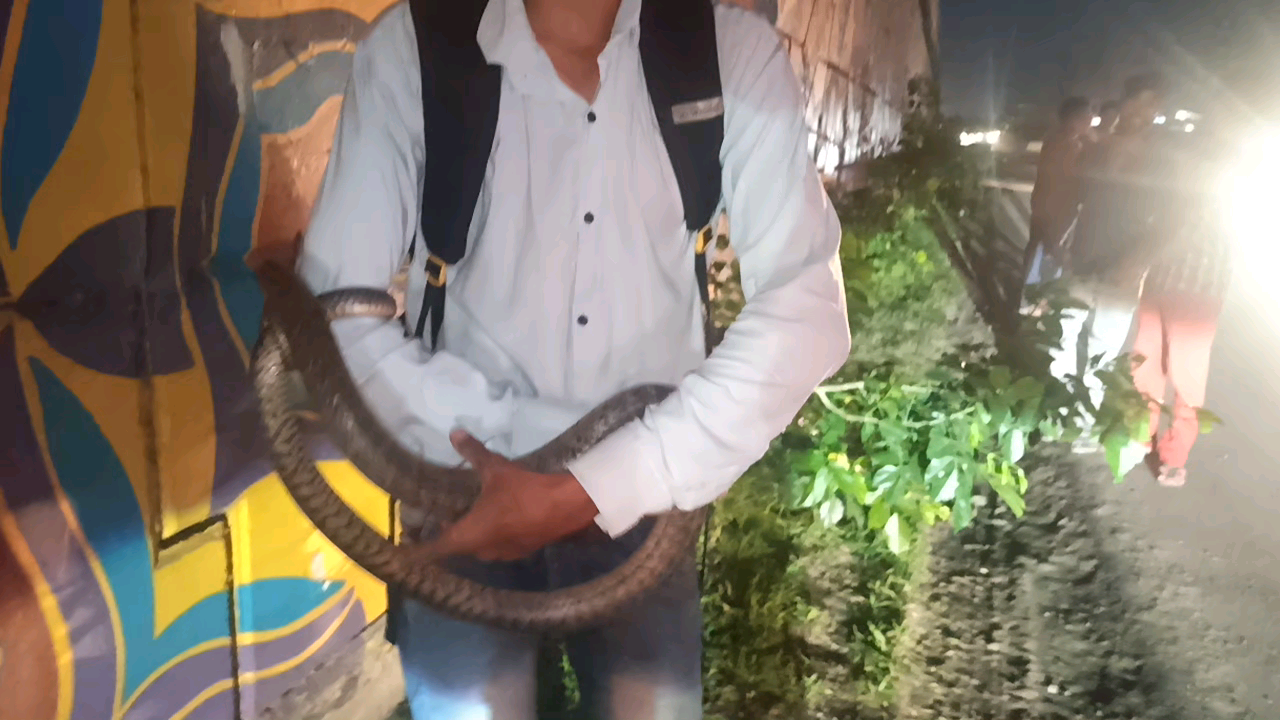 इंदौर: near bicholi mardana highway we rescued th#e snake
#IndoreSnakeRescue 
#indore #snakerescuer #savewildlife