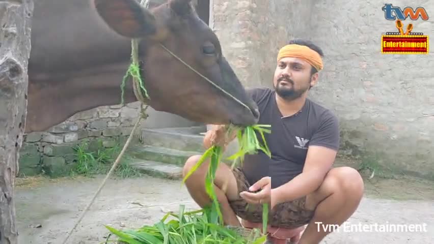 हमर गइया सुनीता हैं ।। #tvmentertainment #tvm