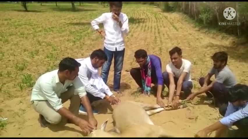 किशनगढ़ रेनवाल: कोडी गांव में घायल नीलगाय का अर्पण सेवा संस्थान ने प्राथमिक उपचार कराकर वन विभाग को किया सुपुर्द
#wildlife