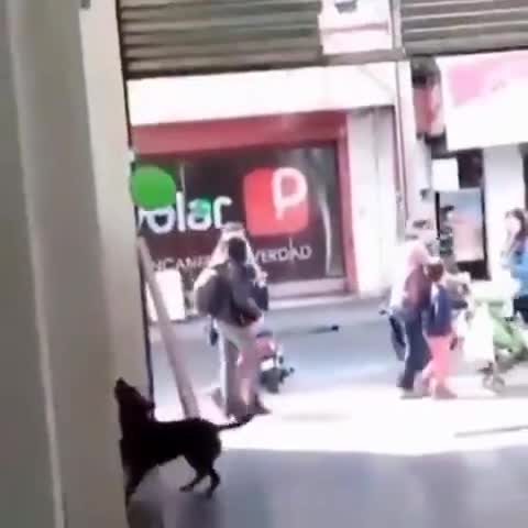 एक गली का कुत्ता गुब्बारे से खेलता कर आनंद लेते हवा। #dog #dogvideo #viral #trending #happy #games #enjoyment
