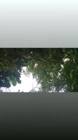 जय मां गुरम्हा B.R.O. फिल्ड यानी गुरम्हा जंगल में देखिए कैसे पेड़ पर चढ़ रही नागीन#पीकेराजा#पीकेराजा