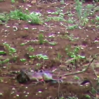 जंगल में कोई किसी पर रहम नहीं करता#jangal #jaguar