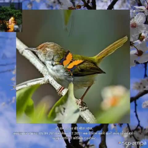 #birds कॉमन टेलर बर्ड की चहचहाहट से गूंजा श्री राम दरबार सीता चौक कांधला #NEWS