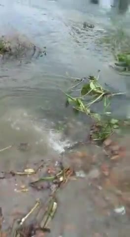 सुगौली: सुगौली प्रखंड के भटहाँ में धनौती की धार ने तोड़ा सड़क,आवागमन हुआ प्रभावित 
 #motihari_floods #motiharinews
