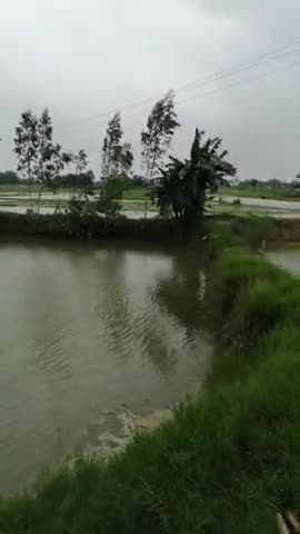 गोपालगंज: #Barish #Pond #Barish #Monson
#Fish #Fish