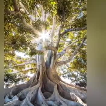 🌴सो पेड उखाड़े 10 लगाए  पर्यावरण का कैसा होगा अंजाम🌴#अशोकअरोड़ाझिलमिल #झिलमिलकीकविताएं #अंदाजकुछहटके🌴#8168234059🌴