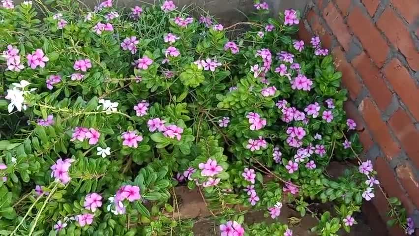 कन्नौज: #मूसलाधार बारिश के बाद फैली हरियाली और मुश्कुराते हुए पेश - पौधे ।
#kannauj #Populationcontrol
#Yogiaditynath #Cabinet