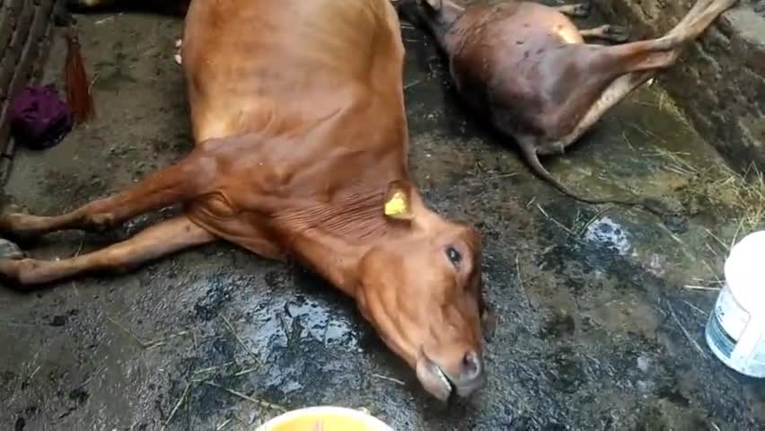 सुंदर नगर: सुंदरनगर जरोल क्षेत्र में गौशाला में शॉर्ट सर्किट होने के कारण गाय और उसके बछड़े की दम घुटने से हुई मौत #sundernagar