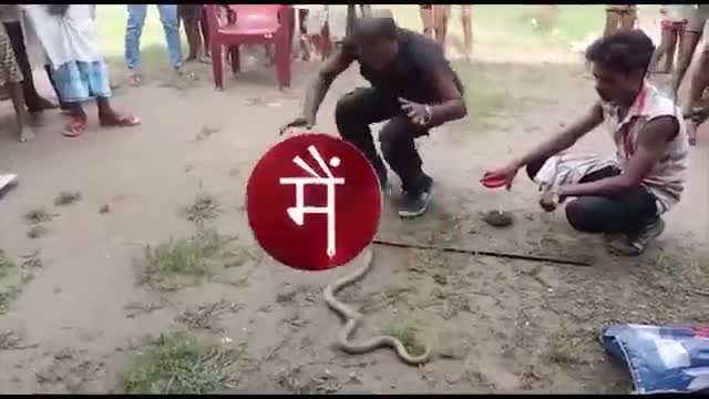 जोकीहाट: बिहार के किशनगंज में एक ही घर से निकले 43 Cobra सांप 

#Bihar #Kishanganj #BiharNews #Kochadhaman