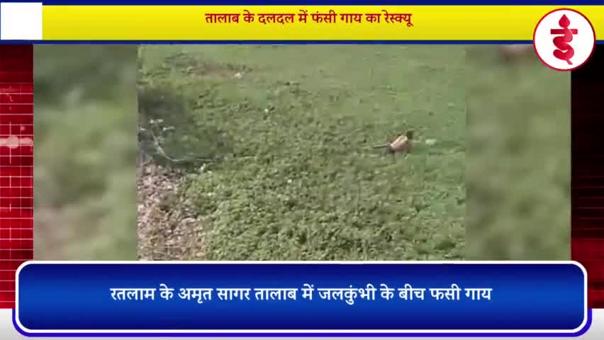 गाय का रेस्क्यू : अमृत सागर तालाब बना दलदल, घोषणाओं के बाद भी प्रशासन की लापरवाही से हालात गंभीर
#रतलाम #अमृतसागर