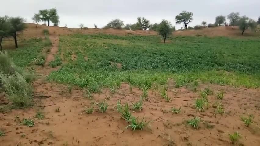चूरू: मन मोहक दृश्य अब तो हरयाली का रूप और ज्यादा निखार हुआ है #churu#rajasthan#sahajusar#greengold#farm#farmer