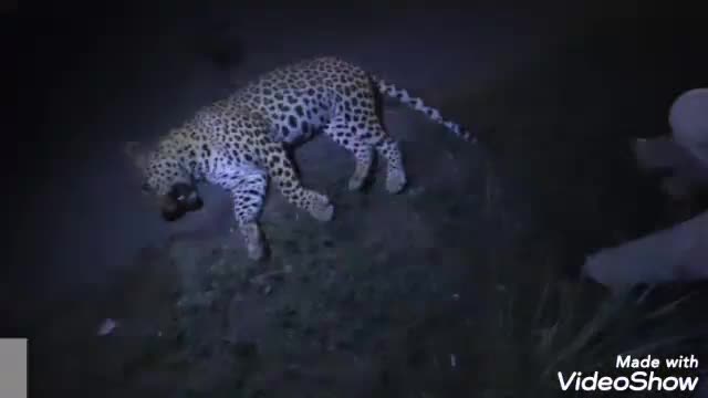 आमेर: बीलपुर में एक्सप्रेस हाइवे लिंक रोड पर सेवड़ माता मंदिर के पास नर पैंथर की अज्ञात वाहन की टक्कर से हुई मौत #वन्यजीव #मौत