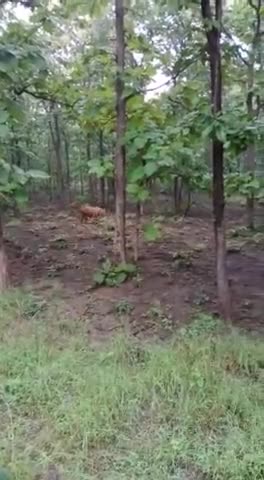 बिलासपुर: रतनपुर जंगल में अचानक से दिखा #बाघ