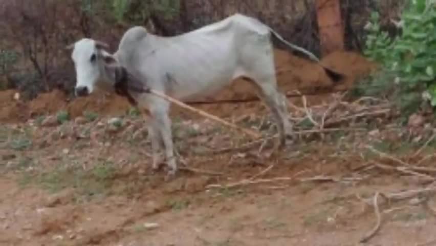 चूरू: रामसरा गांव में फिर हुई इंसानियतता शर्मसार नंदी की गर्दन में जेली रोप दी कुछ दरिंदो  लोगो ने #रामसरा #चूरू #योगेश