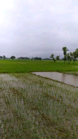 महाराजगंज: #Rajan आज गर्मी से कुछ राहत मिली है आज मौसम मे कुछ बदलाव हुआ है