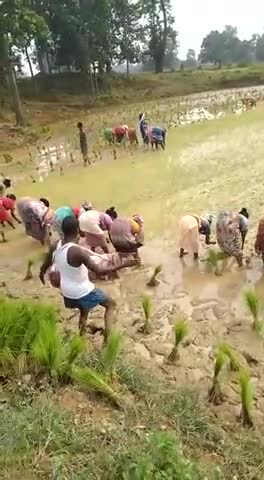 #किसानी बिना परम्परा को भूले हुए