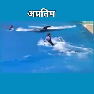 😁डॉल्फिन मछलियों का करतब देखिए😁दांतों तले उंगलियां दबा लोगे😬#व्हाट्सएपपरमिलावीडियो #अशोकअरोड़ाझिलमिल😬#8168234059😀😀