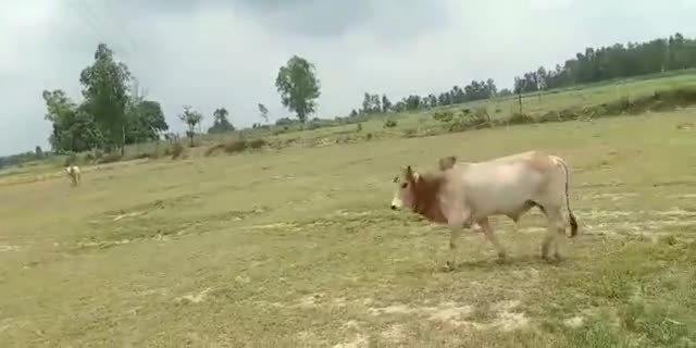 आवारा खेतों में घूम रही गाय बनी किसानों के लिए मुसीबत सारी फसलों को कर रही है नस्ट#cow_safety#sefeanimal