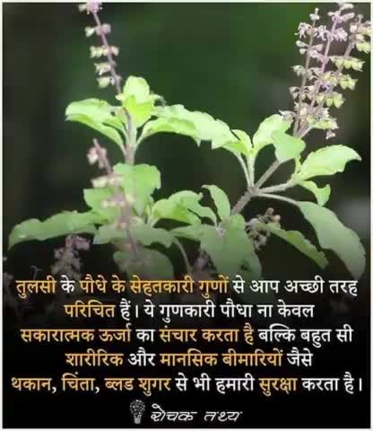 https://t.me/dailyknowledgepointphoto
#tulsi