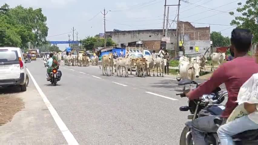 तुलसीपुर: #पचपेड़वा व आसपास के क्षेत्रों में किसानों की फसल को चट कर जाती #छुट्टा गायों का क्या उपाय सरकार  #CM #yogi
#kisano