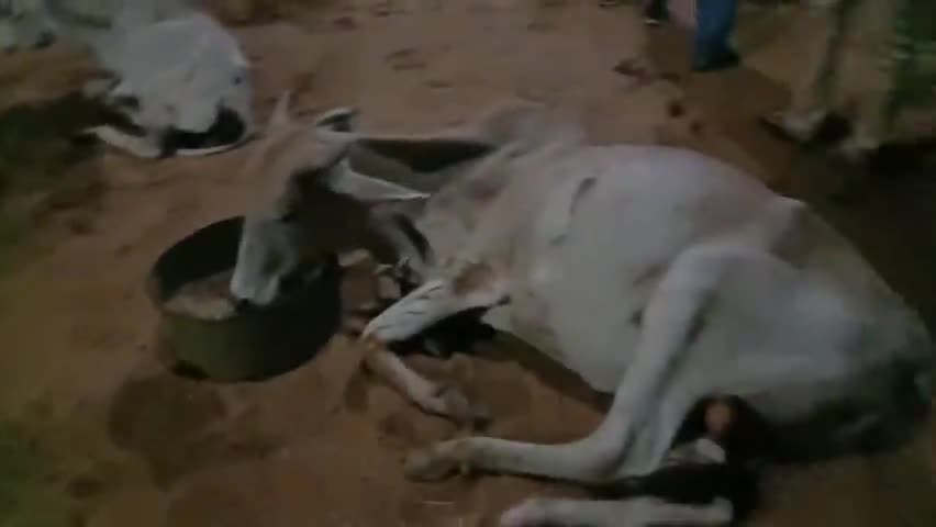 चुरू : रामसरा गांव में अज्ञात वाहन ने साड़ को मारी टक्कर , हनुमान गढ़ी गो साला में इलाज जारी #चुरू #रामसरा #योगेश_शर्मा