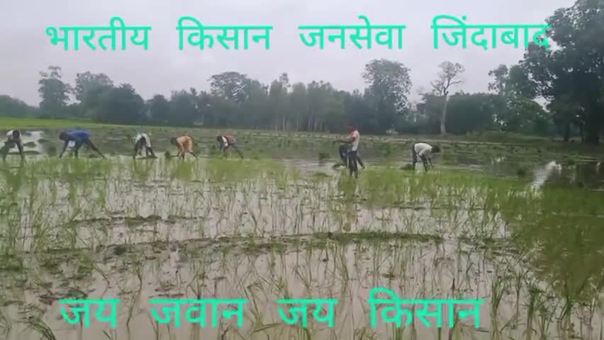 मेरे देश की धरती सोना उगले..
#भारतीय_किसान_जनसेवा
#जय_जवान_जय_किसान
#mr.sssingh86