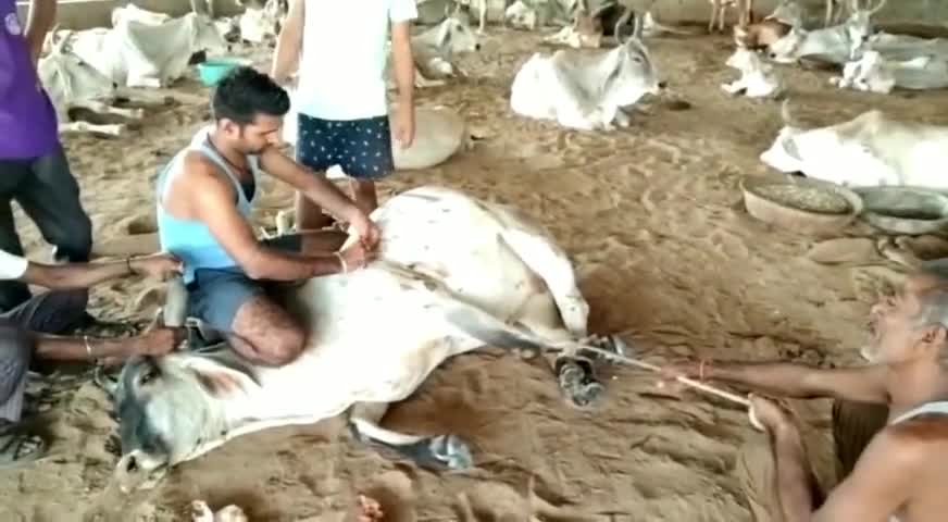 पाली: रोहट रेडियो पुल के पास अज्ञात वाहन ने गोवंश को मारी टक्कर गौवंश की स्थिति बहुत घम्भीर #गोवंश