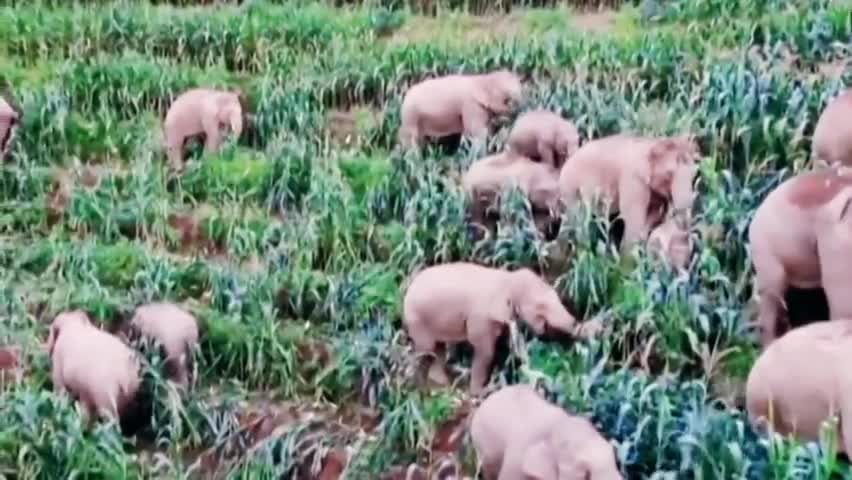 डुमरी: डुमरी थाना क्षेत्र के 4 गांवों में घुसकर जंगली हाथियों के झुंड ने मचाया उत्पात #तबाही