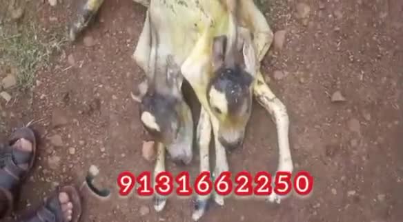 समनापुर ग्राम में गाय ने दिया अदभुत बछड़े को जन्म,मृत हालत में जन्मे बछड़े के थे 2 सिर,2 पूछें और 6 पैर
#करिश्मा कुदरत का