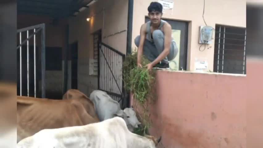 सेवा परमो धर्मः  
#गौसेवा श्रावण माह के आरंभ के सुभअवसर में नगरी में गौमाताओं चारा दिया । 🙏  #nationfirst #गौमाता 🙏