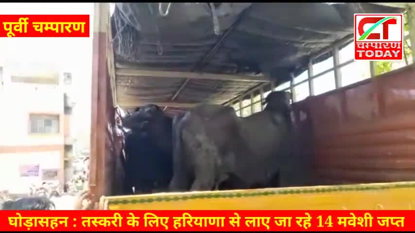 घोड़ासहन : तस्करी के लिए हरियाणा से लाए जा रहे 14 मवेशी जप्त

#champarantoday