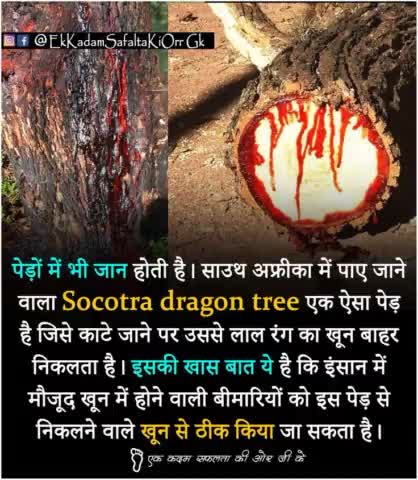 https://t.me/dailyknowledgepointphoto
#plant #trees #chipoandolan