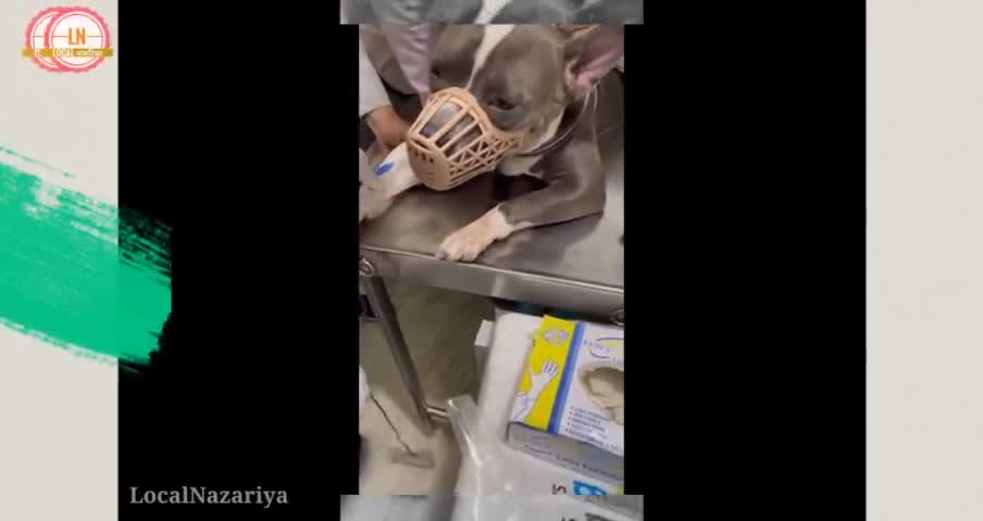 कुत्ते ने खून देकर बचायी जान "अवश्य करें रक्त दान"#localNazariya #blooddonate #viral