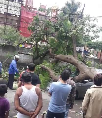 इंदौर: car per ped girne se car chatigrasth ho gyi or bijli ki taare toot gyi #koi jaan ka nuksaan nahi