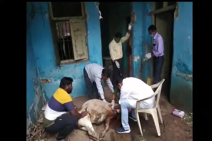 दुर्घटनाग्रस्त हुए गौवंश का उपचार करते हुए स्वयंसेवक एवं चिकित्साकर्मी💐💐
#saveanimals
 Uttam Sahu
