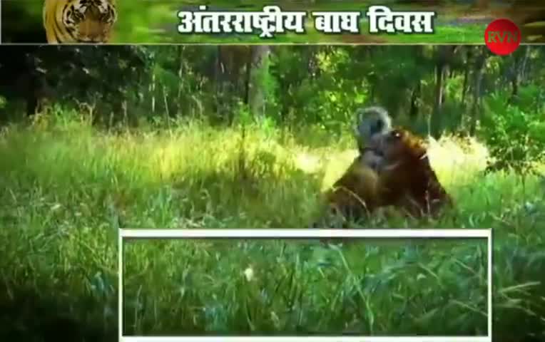 #InternationalTigerDay
भारत में बाघों की गणना प्रत्येक 4 वर्ष में की जाती है। यह प्रक्रिया तीन चरणों में पूरी होती है। इ