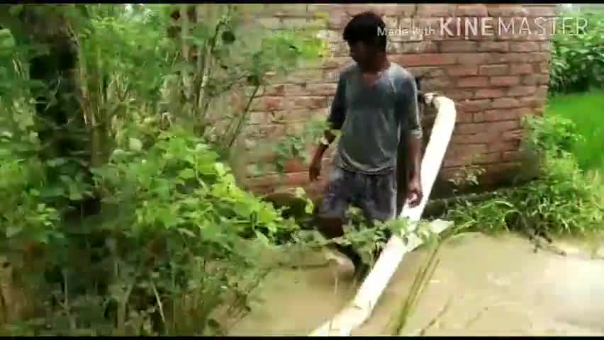 काशी चक: काशीचक में वर्षा कम होने से किसान परेशान, डीजल व ट्यूबवेल से पटवन कर करा रहे धान की रोपाई   #परेशानी