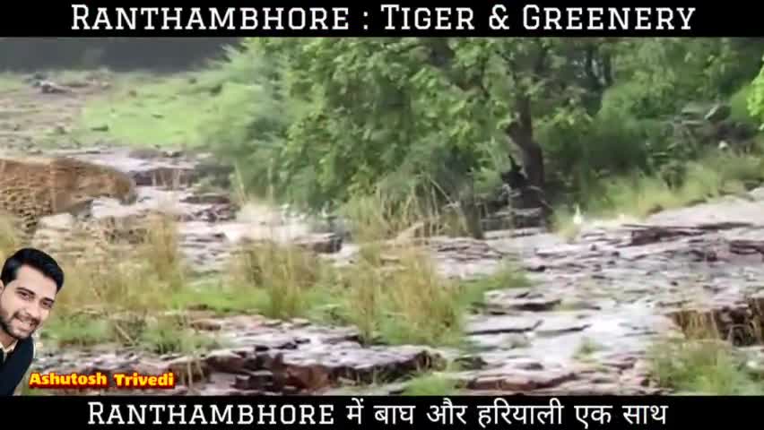 #Ranthambhore : Tiger 🐯और हरियाली एक साथ देखने के अलग ही आंनद है 🤩🤩
#iamashu #viral #tiger #viralvideo #tigercity